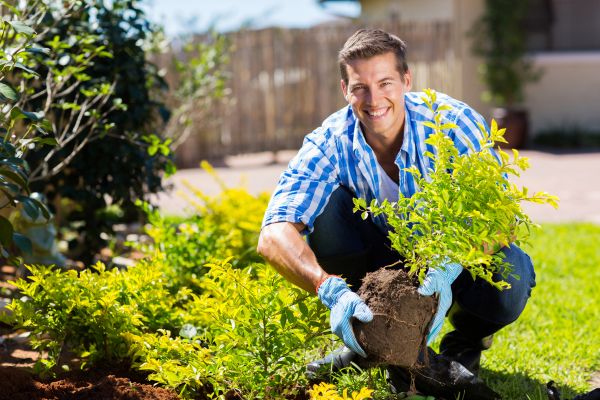 Bush Planting Service in Saint Petersburg