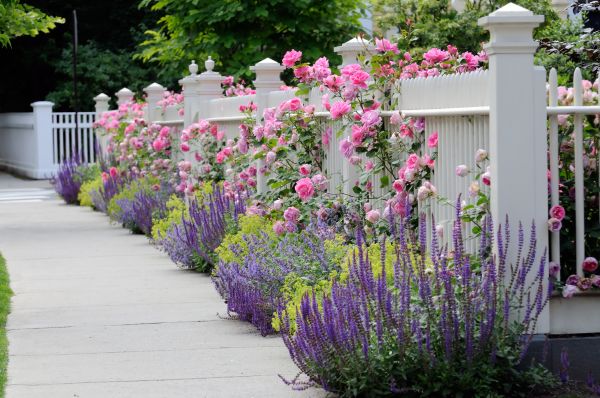 Garden Handyman Service in Saint Petersburg
