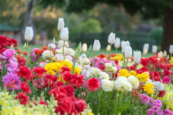 Gardening Service in Saint Petersburg