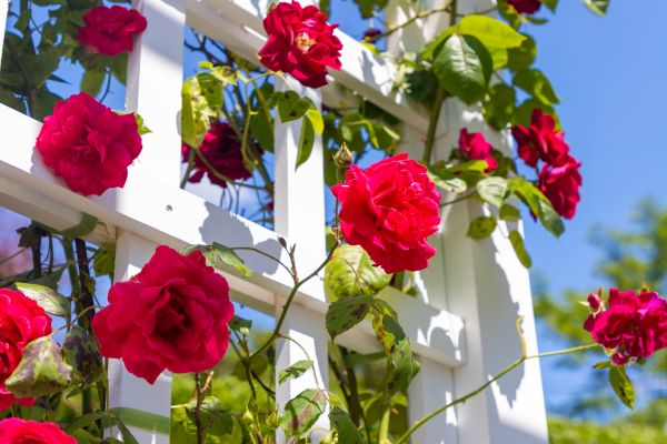 Home Gardening Service in Saint Petersburg