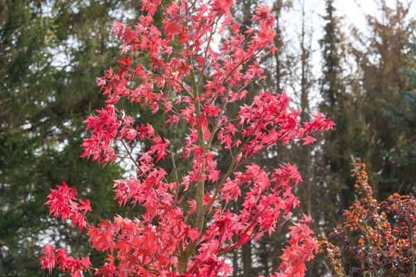Japanese Maple Planting in Saint Petersburg