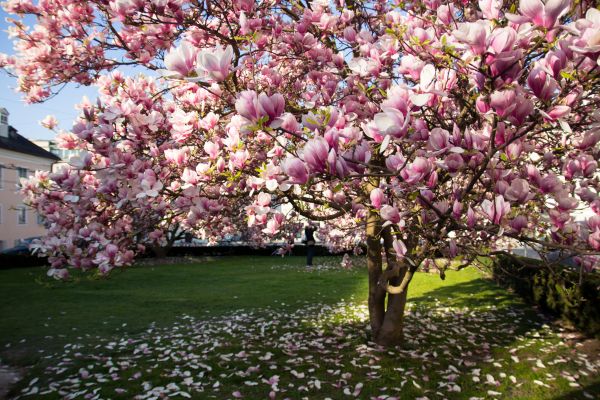 Magnolia Tree Planting in Saint Petersburg