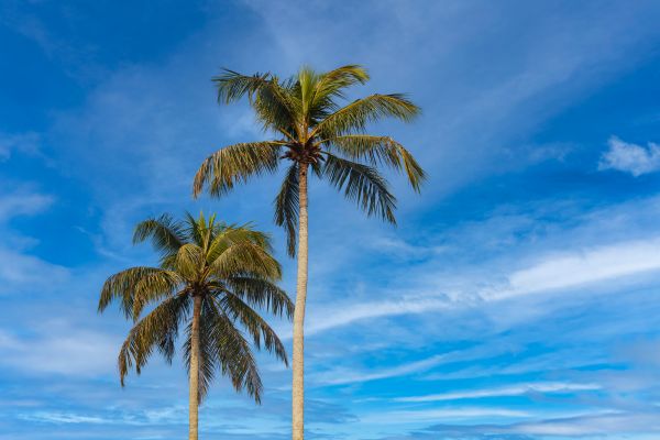 Palm Tree Planting in Saint Petersburg