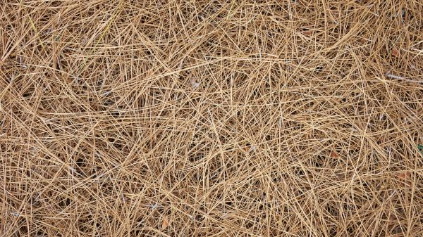 Pine Needles Delivery in Saint Petersburg