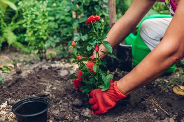 Planting Service in Saint Petersburg