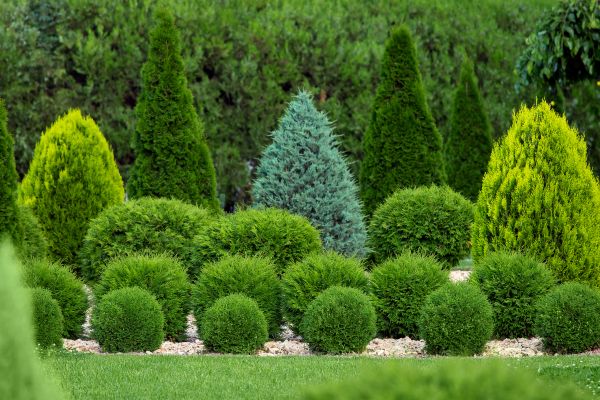 Shrub Replacement in Saint Petersburg