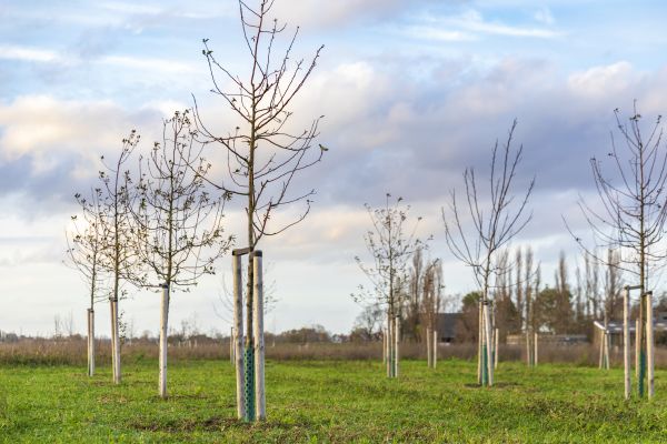 Tree Installation Service in Saint Petersburg
