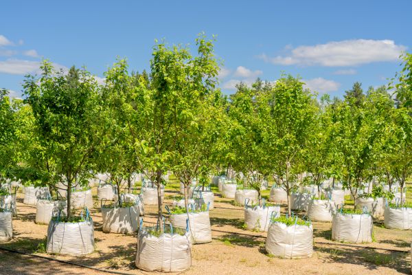 Tree Planting Service in Saint Petersburg