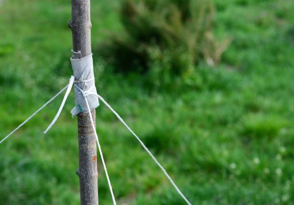 Tree Staking Service in Saint Petersburg