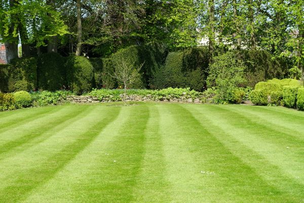 Lawn Renovation in Saint Petersburg