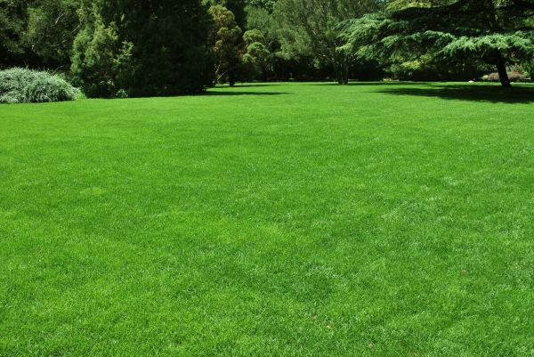 Lawn Landscaping in Saint Petersburg