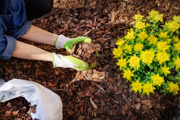 Garden Mulching in Saint Petersburg