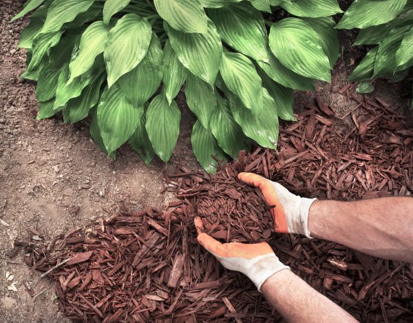 Shredded Mulch Service in Saint Petersburg