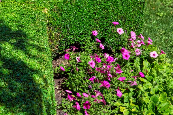 Softscaping Service in Saint Petersburg