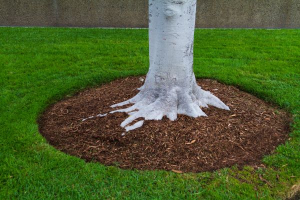 Brown Mulch Installation in Saint Petersburg