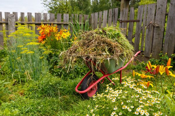 Garden Cleanup Service in Saint Petersburg
