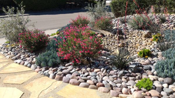 Xeriscape Landscaping in Saint Petersburg