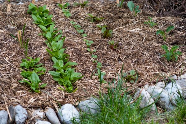 Mulch Service in Saint Petersburg