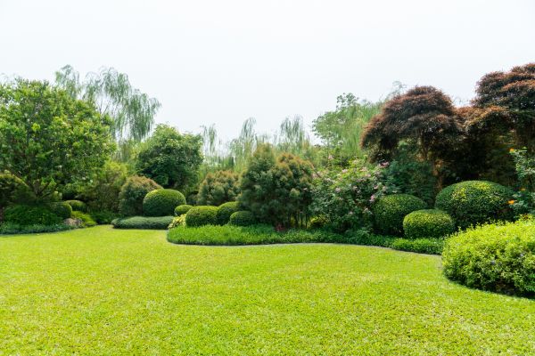 Tree Landscaping in Saint Petersburg