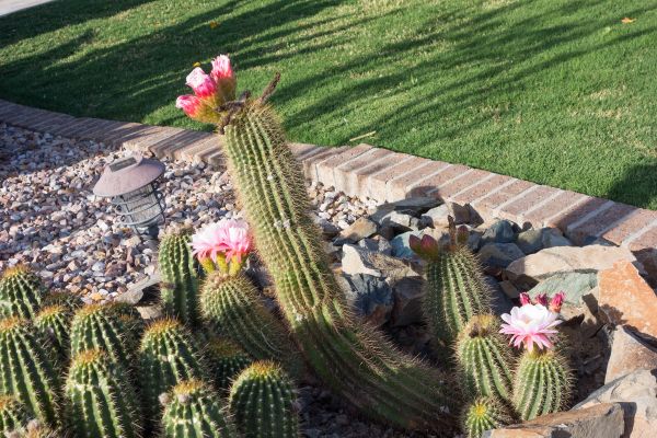 Desert Landscaping in Saint Petersburg