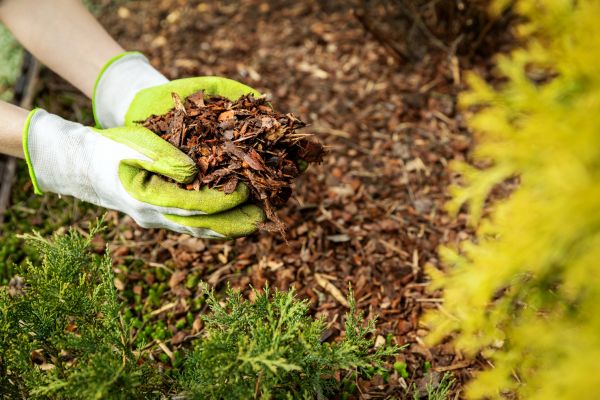 Garden Mulch Delivery in Saint Petersburg