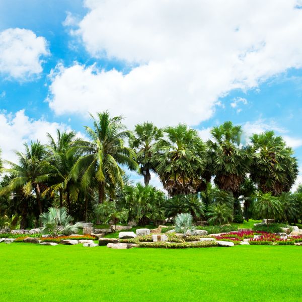 Tropical Landscaping in Saint Petersburg
