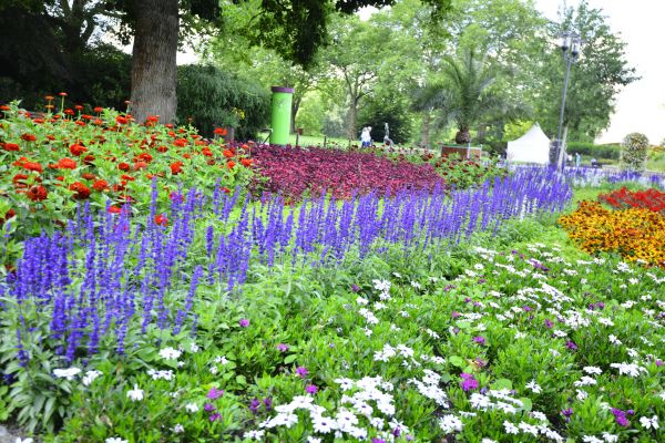 Perennials Planting in Saint Petersburg