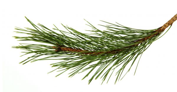Pine Needles Installation in Saint Petersburg