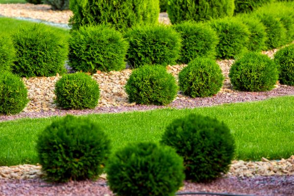 Bush Installation in Saint Petersburg