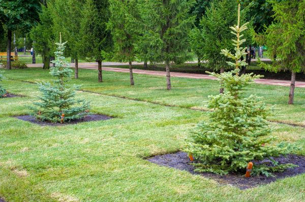 Privacy Trees Planting in Saint Petersburg