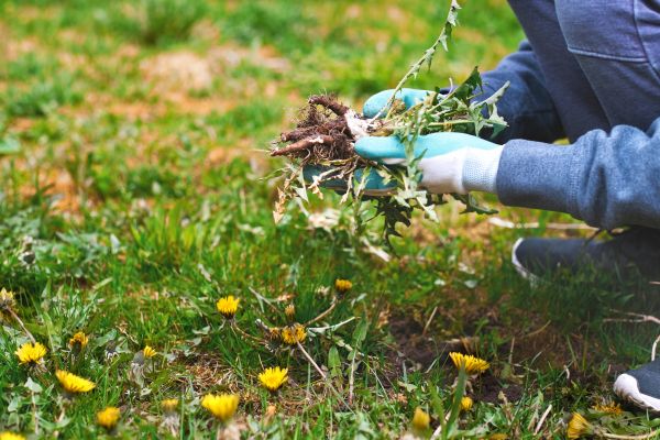Flower Bed Clearing in Saint Petersburg