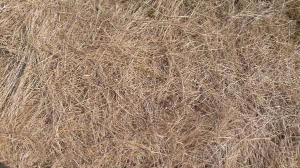 Pine Straw Replacement in Saint Petersburg