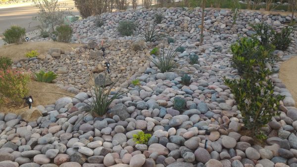Yard Xeriscaping in Saint Petersburg