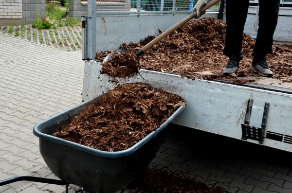 Cedar Mulch Delivery in Saint Petersburg