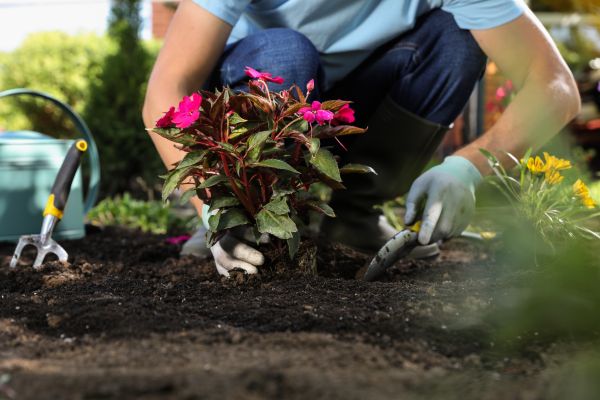 Plant Replacement in Saint Petersburg