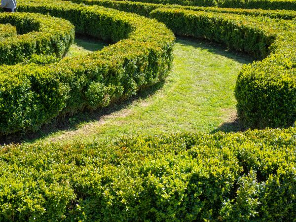 Bush Landscaping in Saint Petersburg