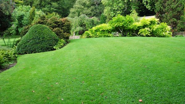 Commercial Landscape Design in Saint Petersburg