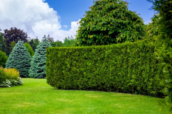 Hedge Landscaping in Saint Petersburg
