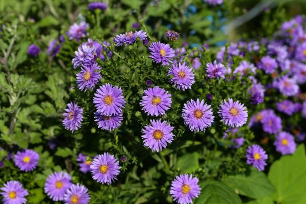 Perennial Flower Planting in Saint Petersburg