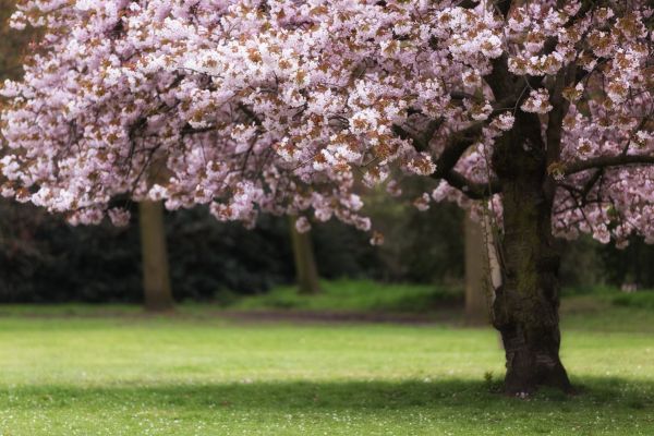 Cherry Tree Planting in Saint Petersburg