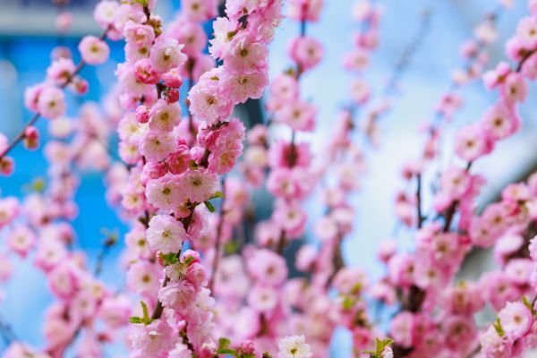 Japanese Cherry Tree Planting in Saint Petersburg