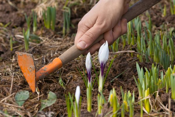 Flower Garden Weeding in Saint Petersburg