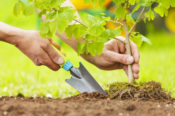 Fruit Tree Planting in Saint Petersburg