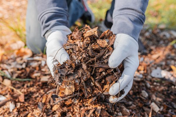Shredded Mulch Installation in Saint Petersburg