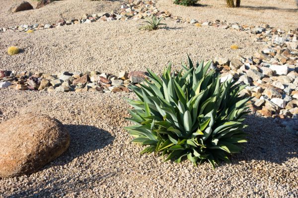 Xeriscaping Service in Saint Petersburg