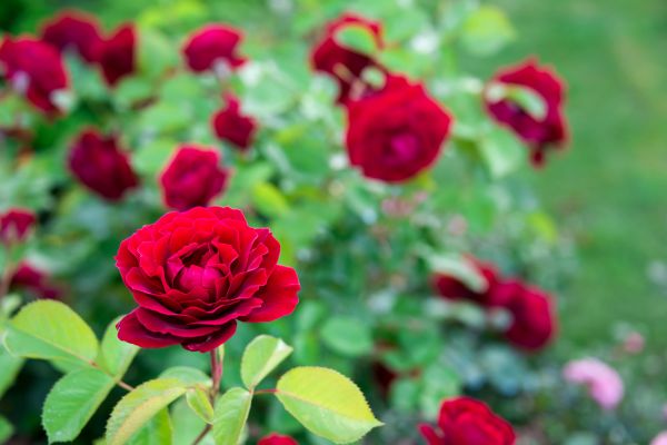 Rose Planting in Saint Petersburg