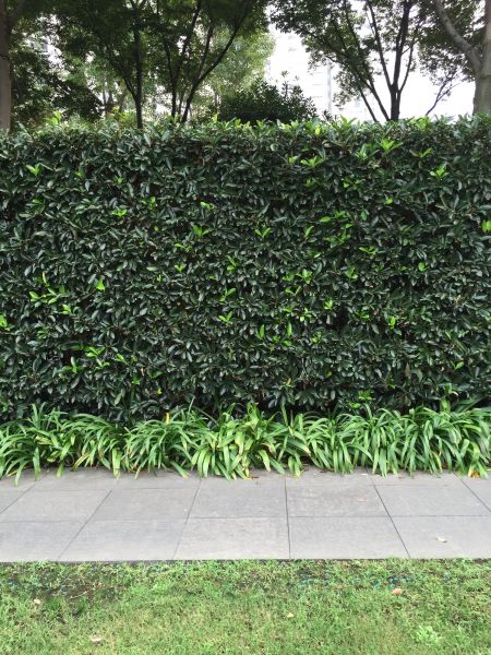 Privacy Shrub Planting in Saint Petersburg