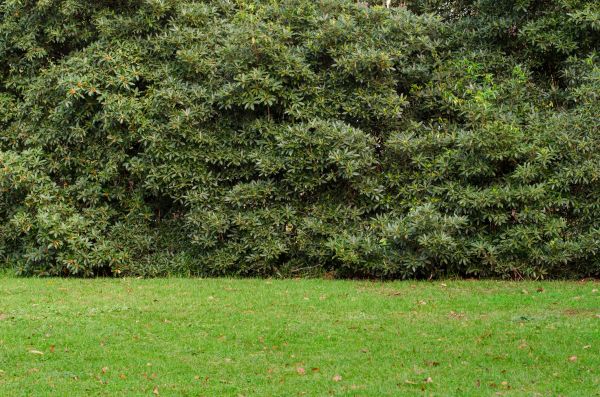 Privacy Hedge Planting in Saint Petersburg