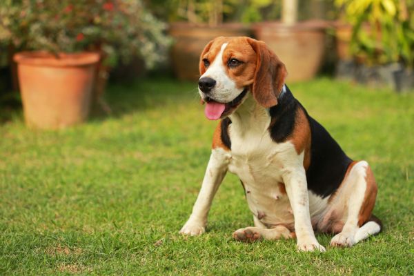 Dog Friendly Landscaping in Saint Petersburg