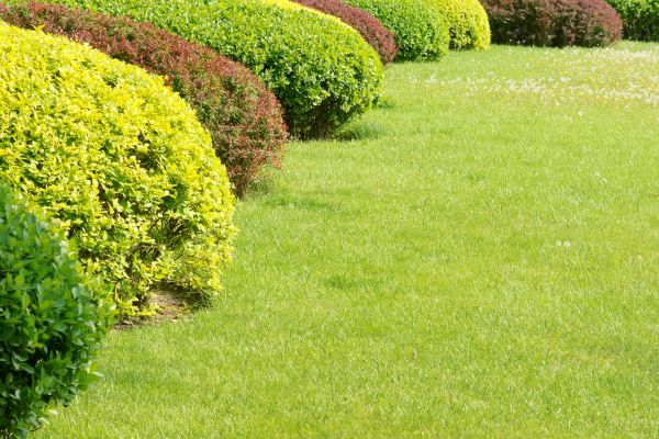 Shrubbery Planting in Saint Petersburg